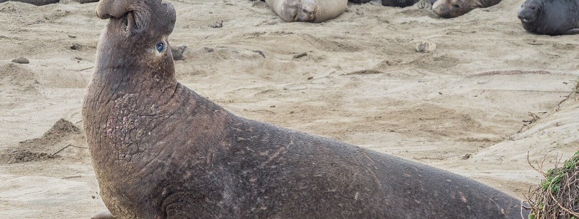 Elefant de mare mascul cu nas mare și umflat, ridicat pe plajă lângă femele și pui