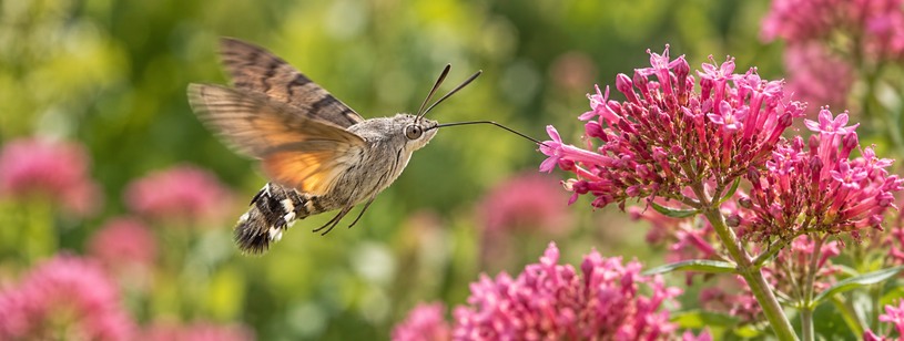 Fluturele-colibri