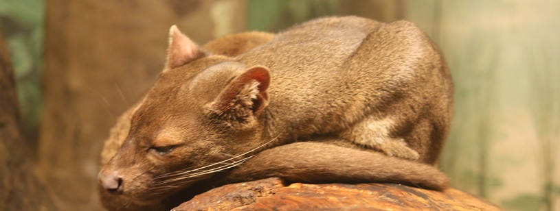 Fossa