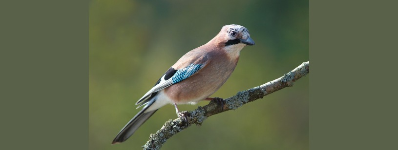 Gaița (Garrulus glandarius), cu penaj brun-roz și pene albastre dungate pe aripă