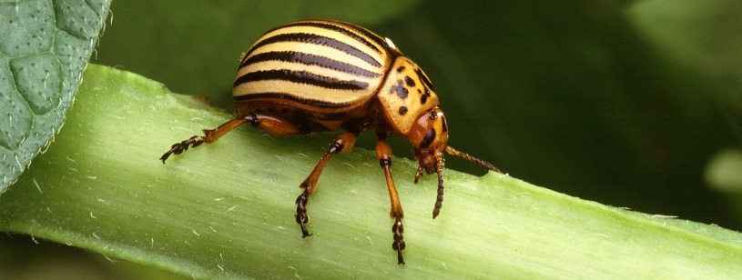 Gândac de Colorado galben cu dungi negre longitudinale, pe o tulpină verde