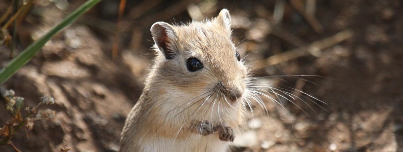 Gerbil mongolez cu blană brună și abdomen deschis, ridicat la intrarea în vizuină