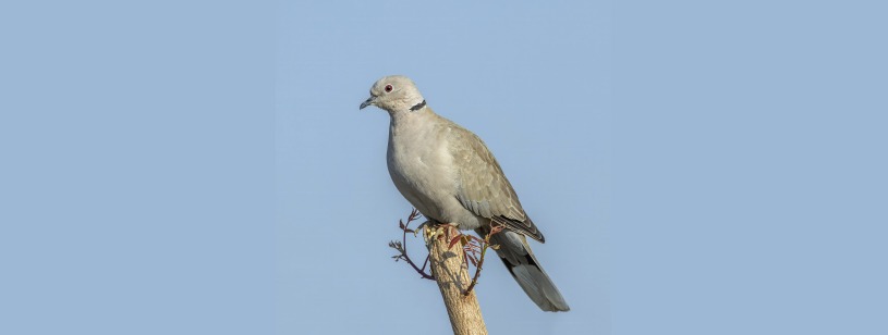 Guguștiucul (Streptopelia decaocto), cu penaj cenușiu-bej și semicolier negru pe ceafă