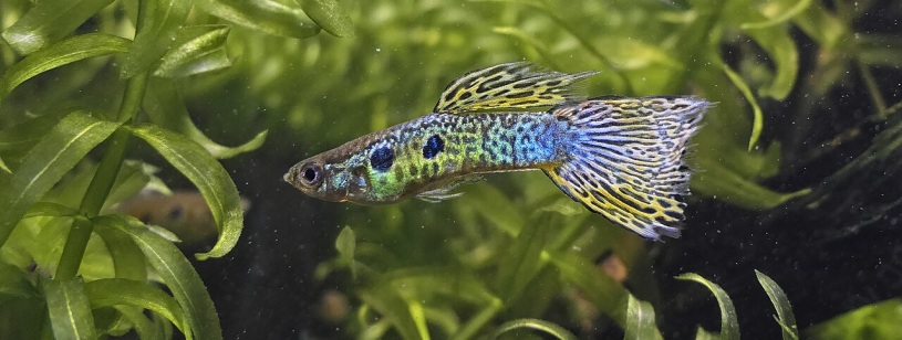 Mascul guppy cu pete albastre și verzi și coadă galbenă desenată, printre plante acvatice