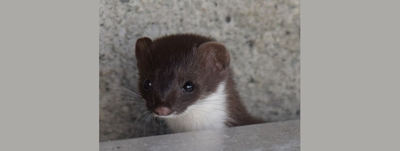 Hermina (Mustela erminea), cu blană brună de vară și partea inferioară deschisă