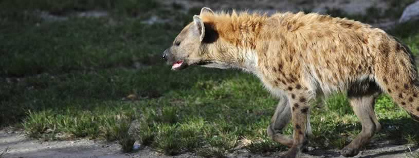 Despre Hiena - Informatii si curiozitati | Wiki Animale