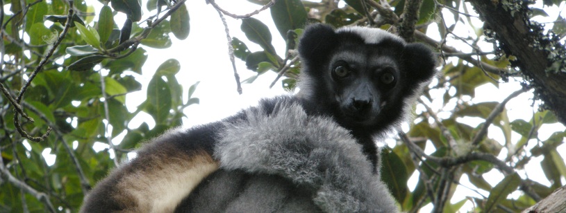 Indri