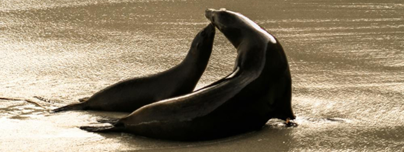 Leul de mare