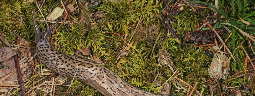 Limax maximus cu pete întunecate și tentacule întinse pe mușchi
