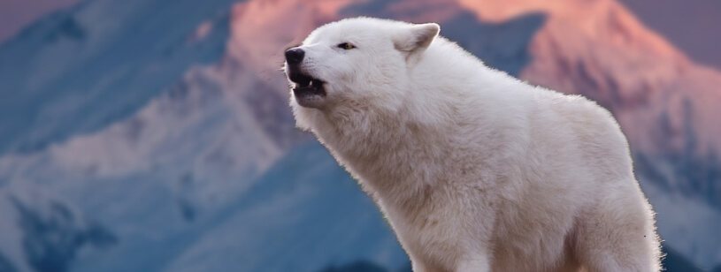 Hassy mat Numeric Despre Lupul Polar - Informatii si curiozitati | Wiki Animale