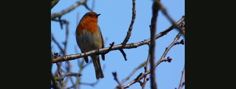 Măcăleandrul (Erithacus rubecula), cu fața și pieptul portocalii, spatele brun și abdomenul albicios