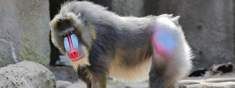 Mandril