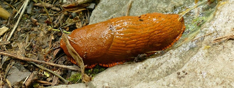 Moluște