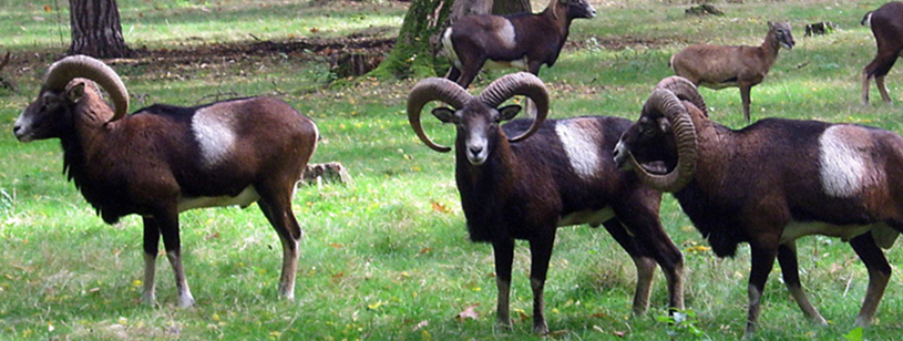 Muflon