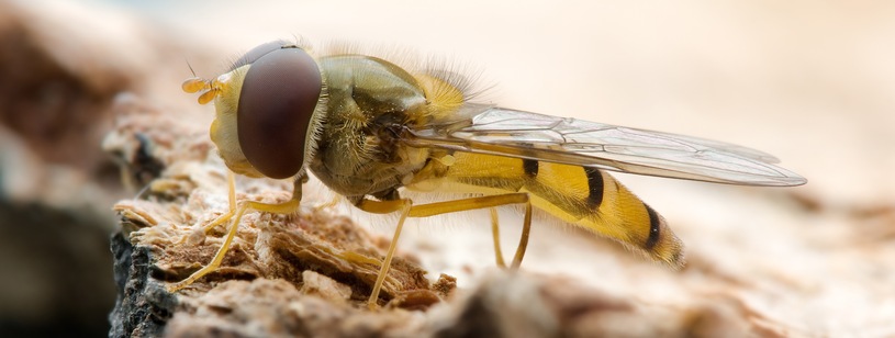 Musca-sirfidă