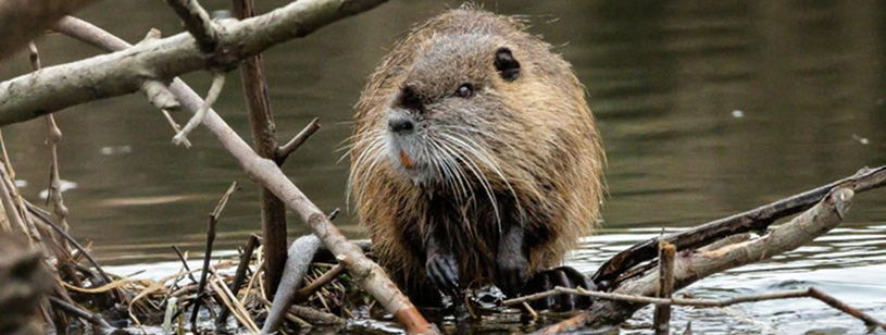 Nutria