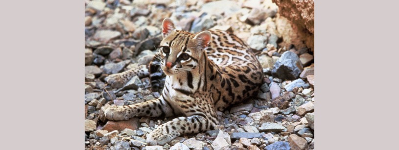 Ocelotul (Leopardus pardalis), cu pete negre alungite și urechi rotunjite