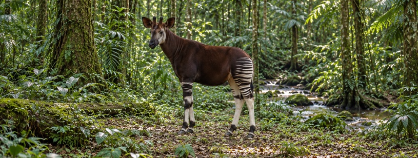 Okapi