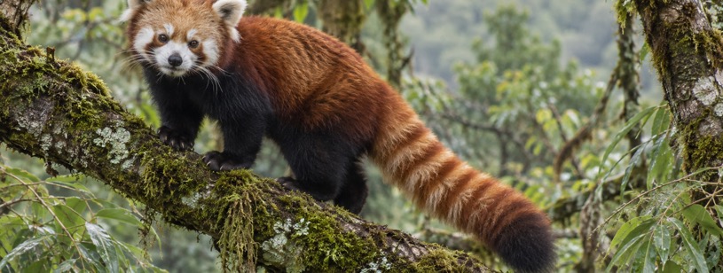 Panda roșu