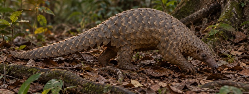 Pangolinul