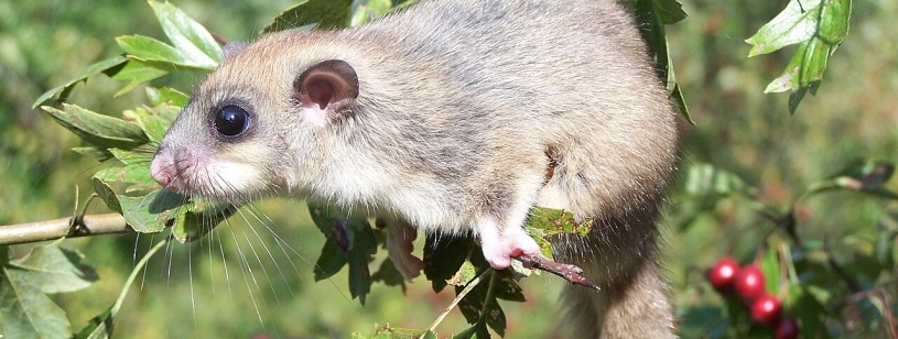 Pârș cenușiu cu ochi mari, negri, și coadă stufoasă, cățărat pe o ramură cu fructe roșii