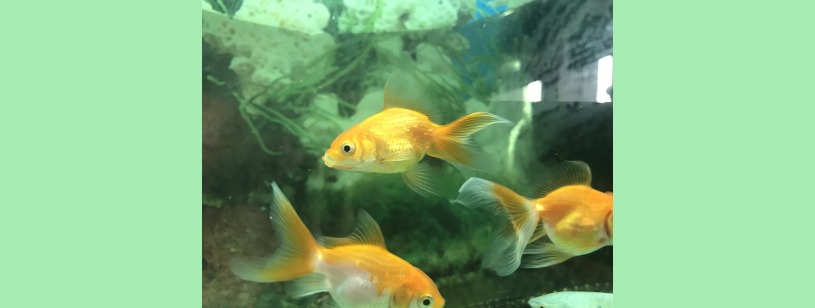 Peștele auriu (Carassius auratus), varietăți ornamentale într-un acvariu