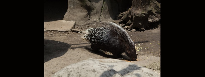 Porcul spinos cu creastă (Hystrix cristata), cu țepi lungi în benzi albe și negre