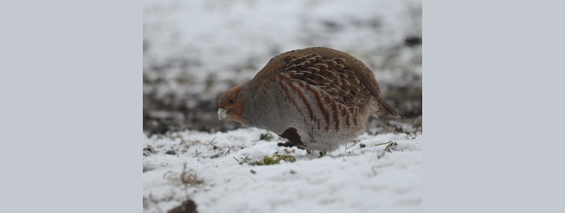 Potârnichea (Perdix perdix), cu față portocalie, piept cenușiu și dungi castanii pe flancuri