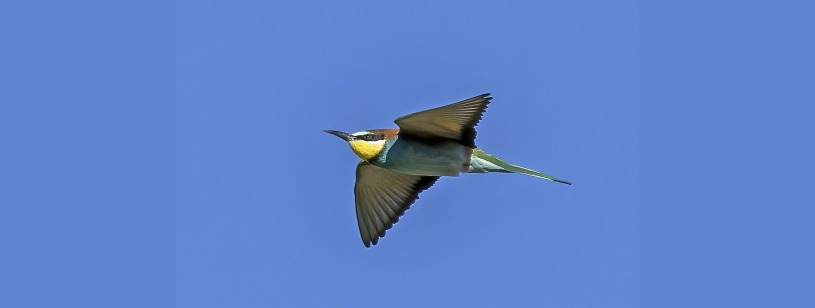 Prigoria (Merops apiaster) în zbor, cu gât galben, abdomen albastru și aripi întinse