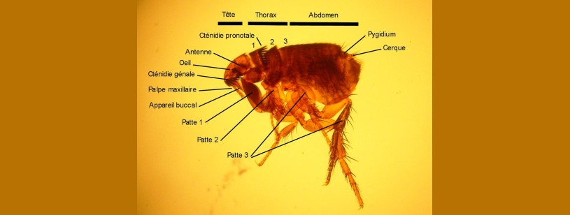 Puricele pisicii (Ctenocephalides felis), adult văzut din lateral
