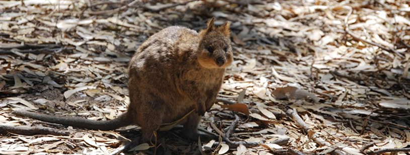Quokka