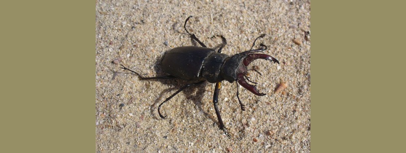 Rădașca (Lucanus cervus), mascul cu mandibule ramificate și elitre brun-castanii