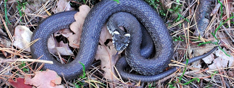 Șarpele de casă (Natrix natrix), cu corp încolăcit și pete deschise în spatele capului