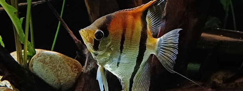 Scalar cu corp argintiu, pete portocalii și dungi întunecate, lângă plante acvatice