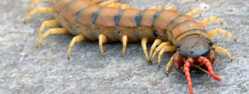 Scolopendra cingulata cu corp segmentat brun-gălbui, picioare galbene și antene roșcate