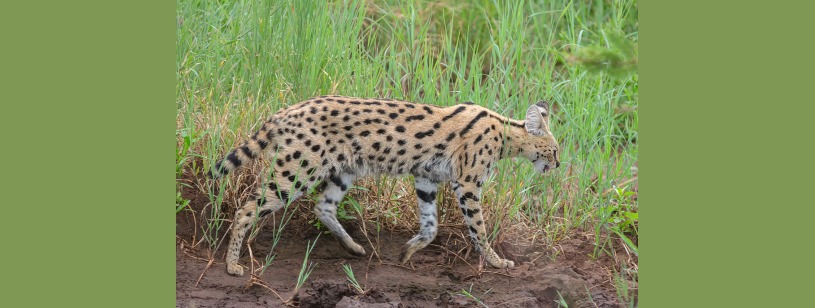 Servalul (Leptailurus serval), cu urechi mari și blană gălbuie pătată cu negru