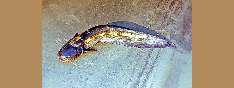 Somnul european (Silurus glanis), cu cap lat și mustăți în jurul gurii
