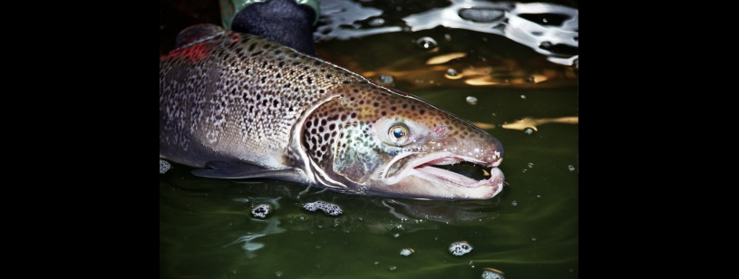 Somonul de Atlantic (Salmo salar), mascul cu maxilarul inferior curbat