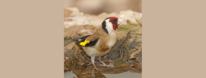 Sticletele (Carduelis carduelis), cu mască roșie, cap alb-negru și bandă galbenă pe aripă
