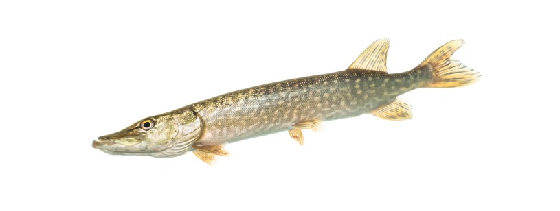 Știuca (Esox lucius), cu bot alungit și pete deschise pe corp