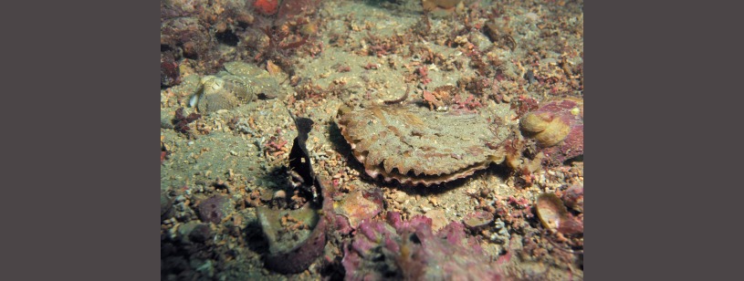 Stridia europeană (Ostrea edulis), cu cochilie rugoasă, pe fundul mării