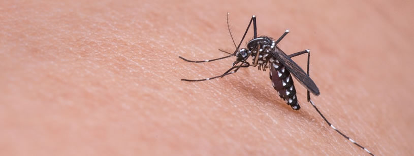 ce este viziunea la țânțari