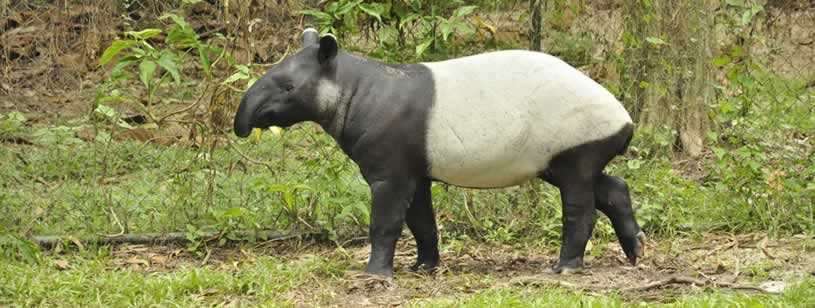 Tapirul