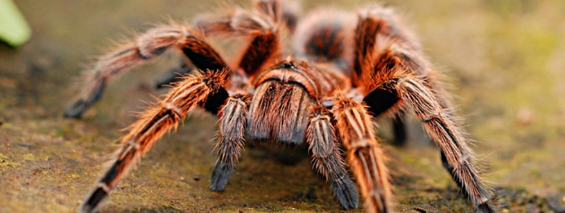 Tarantula