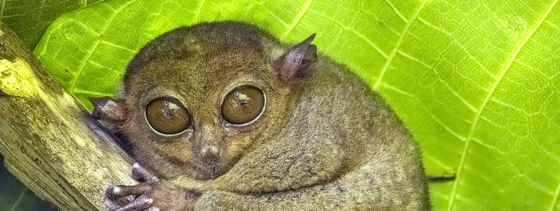 Tarsier filipinez cu ochi mari și urechi rotunde, agățat de o ramură sub o frunză verde