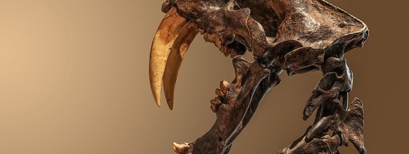 Craniu fosil de Smilodon cu doi canini superiori foarte lungi și curbați