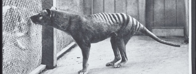 Fotografie alb-negru cu un tigru tasmanian cu dungi închise pe spate, într-o curte a unei grădini zoologice