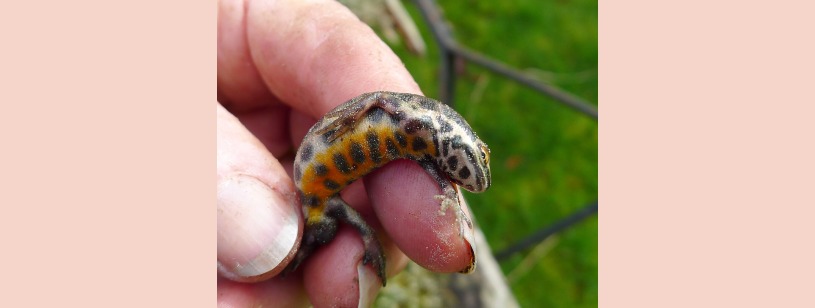 Tritonul comun (Lissotriton vulgaris), mascul cu corp alungit și coadă lungă