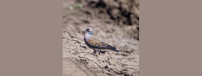 Turturica (Streptopelia turtur), cu aripi brun-roșcate pestrițe și pete dungate pe gât