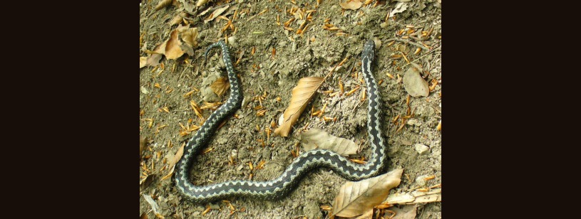 Vipera comună (Vipera berus), mascul cu desen întunecat în zigzag pe spate